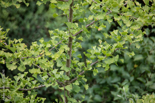 Branches of the ginkgo tree