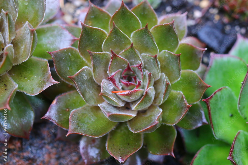Sempervivum GELBER STERN Rojnik Gelber Stern Sempervivum GELBER STERN Rojnik Gelber Stern