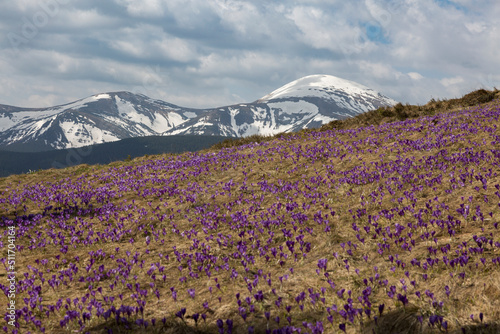 the field of crocuses in front of snowy peaks  the Carpathians mountains  Ukraine