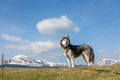 Happy hiking siberian husky dog in front of snowy peaks, Hoverla, Chornohora
