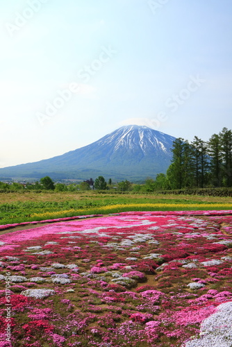 北海道 倶知安町の芝桜と羊蹄山 