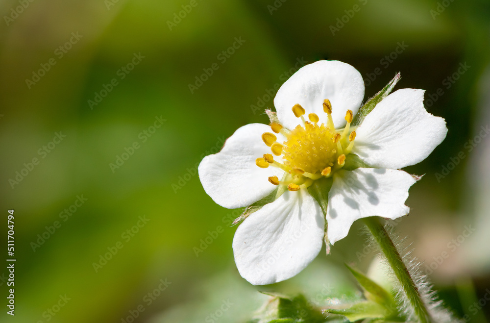 Macro shot of a wild strawberry (fragaria vesca) flower Macro shot of a wild strawberry (fragaria vesca) flower