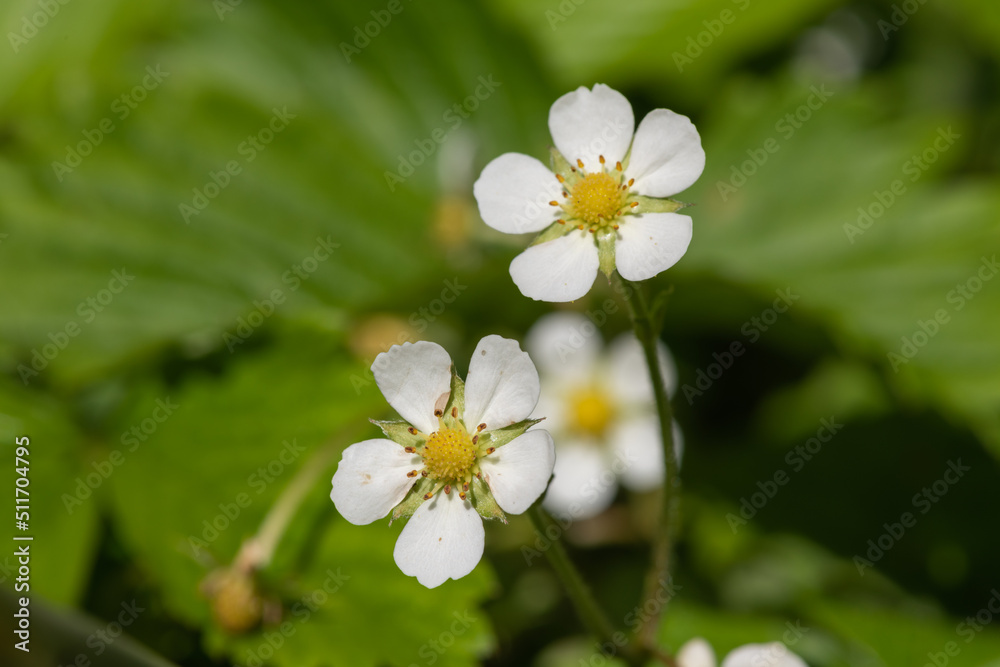 Wild strawberry (fragaria vesca) flowers in bloom Wild strawberry (fragaria vesca) flowers in bloom