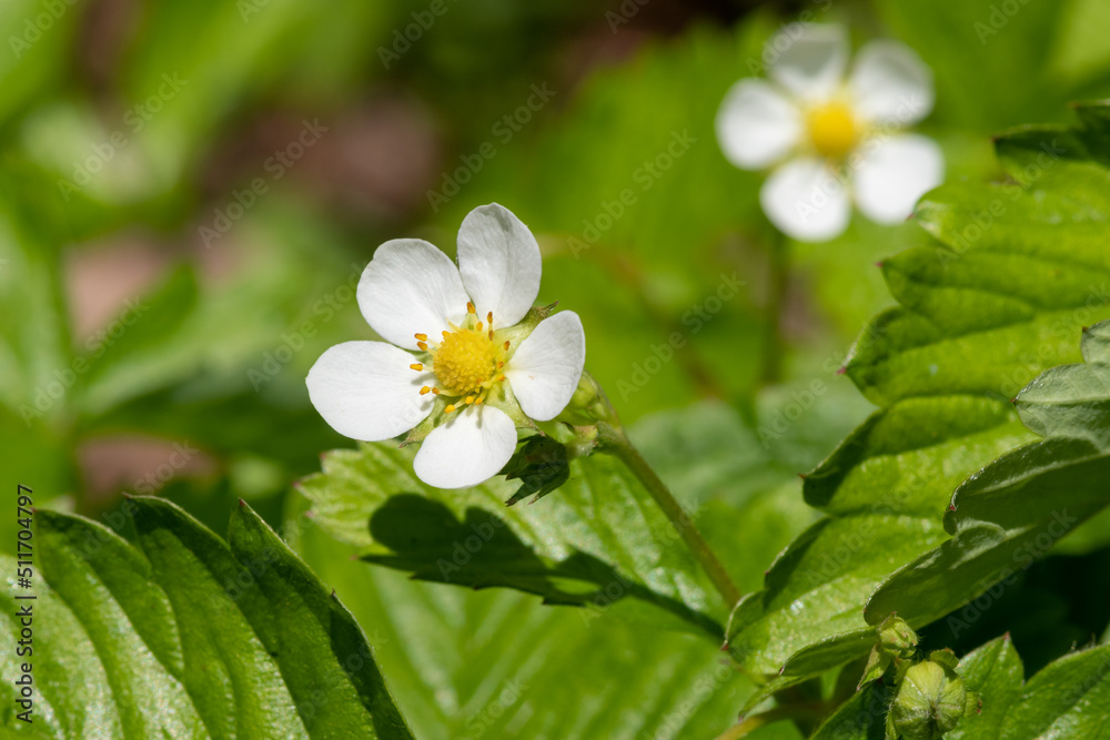 Wild strawberry (fragaria vesca) flowers in bloom Wild strawberry (fragaria vesca) flowers in bloom