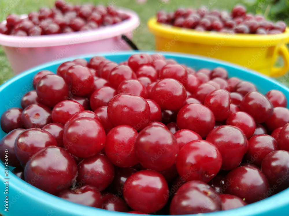 three buckets of ripe red cherries. concept of fresh berries harvest three buckets of ripe red cherries. concept of fresh berries harvest