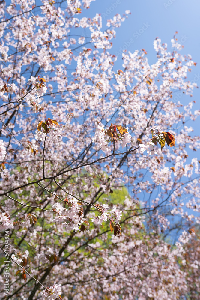 Cherry cherry blossoms on a blue sky background