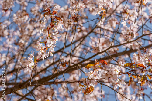Cherry cherry blossoms on a blue sky background