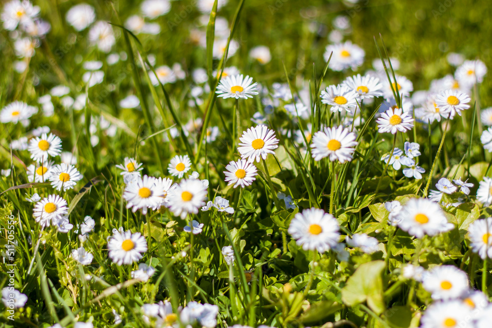 Fototapeta premium White daisy flowers spread out like a carpet in a sunny clearing in the spring forest. Spring flowering season. Background for flower design. Space for copying. Selective focus.