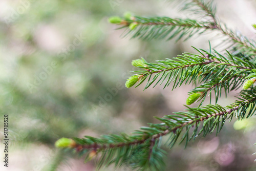 Young spruce branches. Close-up on blurred greenery with copying of space  using as a background the natural landscape  ecology  fresh wallpaper concepts. Selective focus.