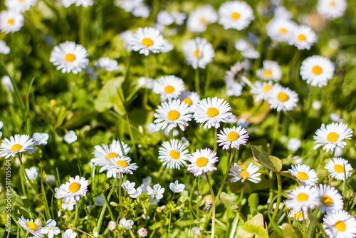 White daisy flowers spread out like a carpet in a sunny clearing in the spring forest. Spring flowering season. Background for flower design. Space for copying. Selective focus.