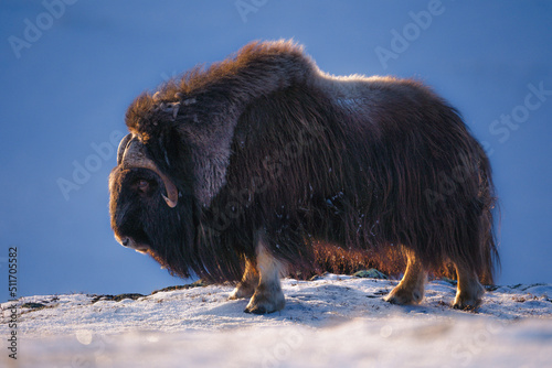 The beautiful muskox (Ovibos moschatus) from Dovrefjell National Park, Norway. photo