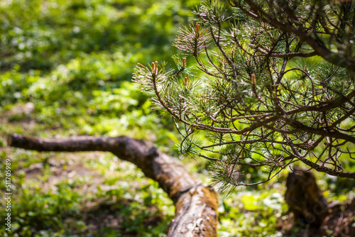 Young spruce branches. Close-up on blurred greenery with copying of space, using as a background the natural landscape, ecology, fresh wallpaper concepts. Selective focus. Spring is the background 