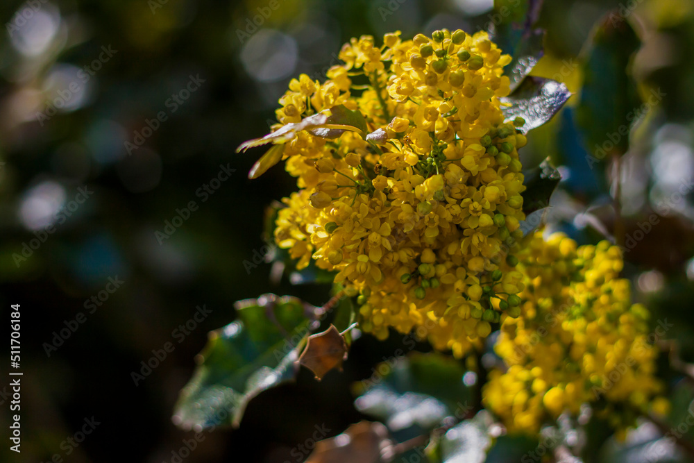 A shrub with bright yellow flowers. Close-up with a copy of the space, using the natural landscape as the background. Natural wallpaper. Selective focus. A shrub with bright yellow flowers. Close-up with a copy of the space, using the natural landscape as the background. Natural wallpaper. Selective focus.