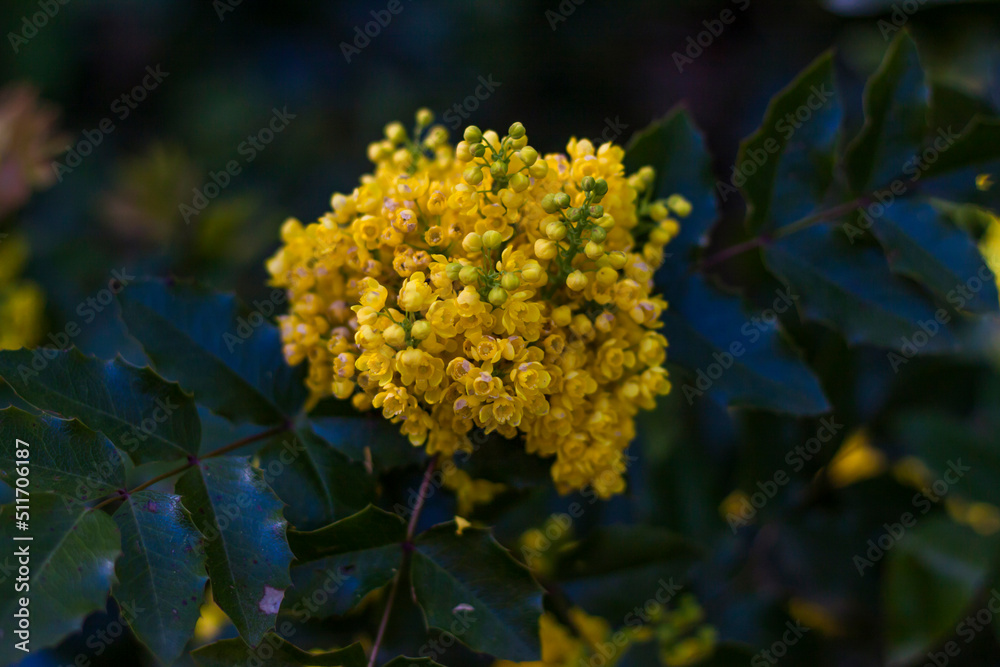 Obraz premium A shrub with bright yellow flowers. Close-up with a copy of the space, using the natural landscape as the background. Natural wallpaper. Selective focus.
