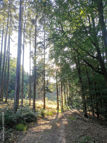 Deutscher Wald im Sommer