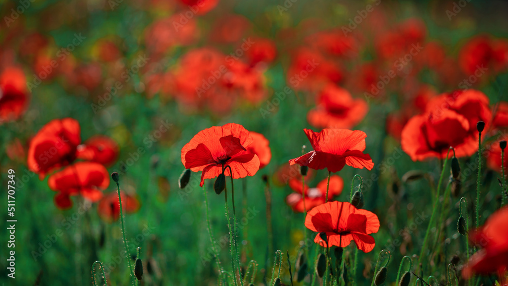 Field of poppy flowers papaver rhoeas in spring. Field of poppy flowers papaver rhoeas in spring.