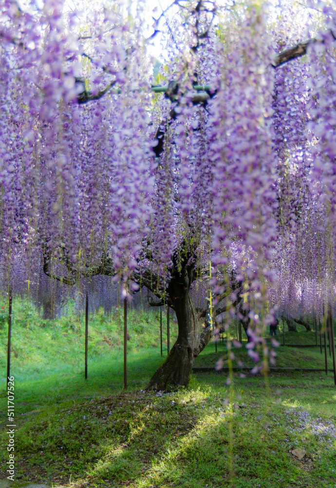 Obraz premium 白毫寺（兵庫県丹波市）の九尺藤