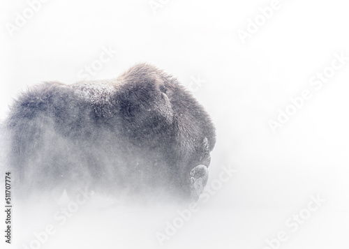 Muskox in a winter storm