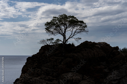 Fototapeta Naklejka Na Ścianę i Meble -  Sylwetka drzewa rosnącego na skale. Sa Calobra, wyspa Majorka. 