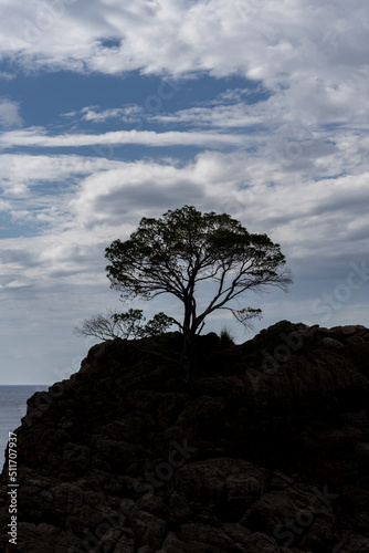 Sylwetka drzewa rosn  cego na skale. Sa Calobra  wyspa Majorka. 