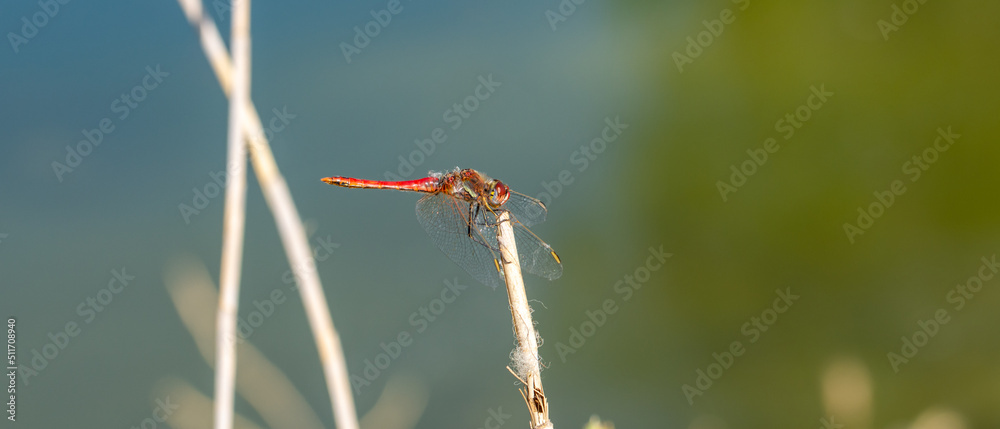 Close-up view of a red dragonfly perched on a reed Close-up view of a red dragonfly perched on a reed