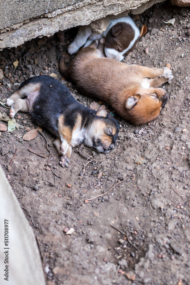 Obraz premium Close-up view of a group of Thai puppies sleeping on the ground.
