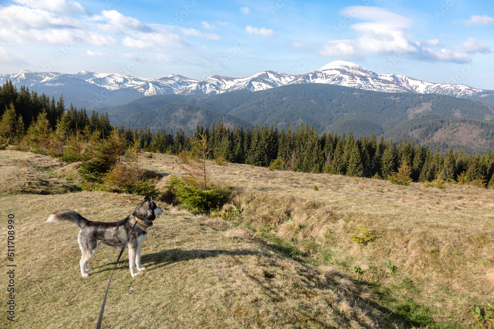 Happy siberian husky dog on a hiking path enjoying the Chornohora path, Carpathians mountains, Ukraine