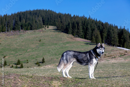 Grey siberian husky dog on a hiking path enjoying the Chornohora, Carpathians mountains, Ukraine