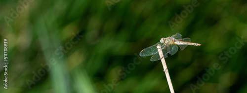 Close-up view of a dragonfly perched on a reed © Miguel Ángel RM