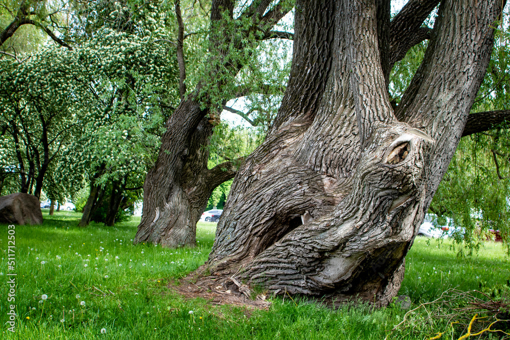 The trunk of a big and very old tree in city environment with other trees, grass and cars in the background with copy space
