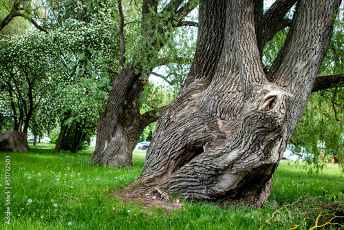 The trunk of a big and very old tree in city environment with other trees, grass and cars in the background with copy space