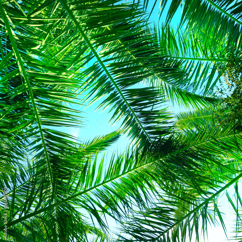 Green palm or coconut tree leaves on sky background. Green palm or coconut tree leaves on sky background.