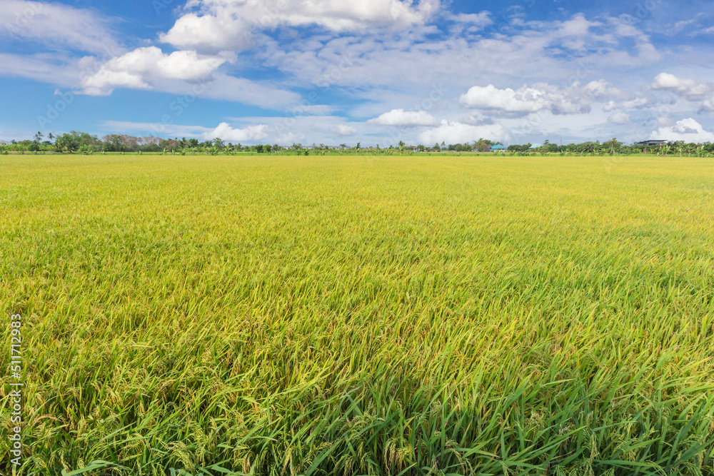 Rice field and blue sky clouds background, Thailand.