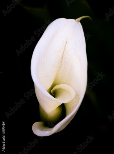 White Kala flower on black background