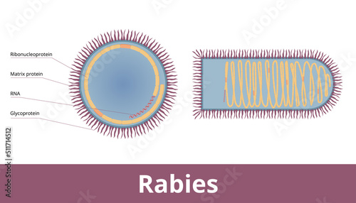 Rabies virus (Rabies lyssavirus) is a neurotropic virus with single RNA strand, bullet shape and cocentric layers. Virion visualization including RNA, glycoprotein, matrix protein and nucleocapsid.