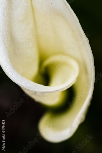 White Kala flower on black background