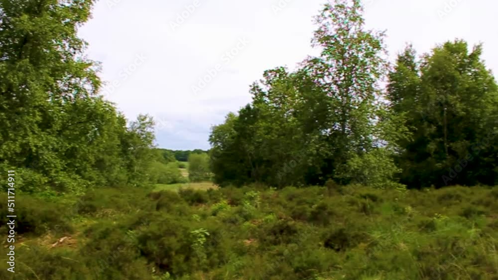 Bog moor swamp pond river lake green plants forest Germany. Bog moor swamp pond river lake green plants forest Germany.