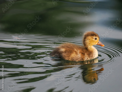 Print op canvas Duck chick (Mallard duck, Anas platyrhynchos), swimming on the lake