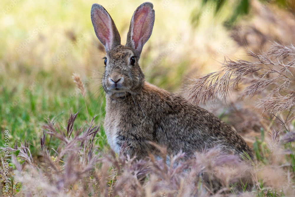 A European rabbit (Oryctolagus cuniculus) also known as coney, is seen standing alert in the grass during a spring day. A European rabbit (Oryctolagus cuniculus) also known as coney, is seen standing alert in the grass during a spring day.