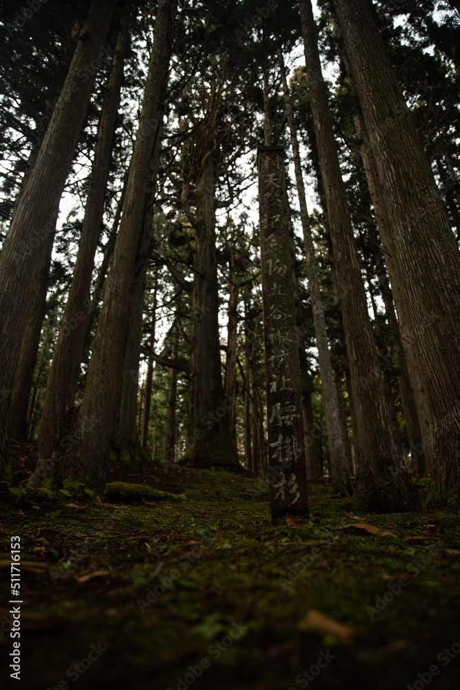 Fototapeta premium path in the forest