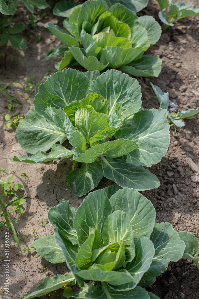 Naklejka premium Head of white cabbage growing in vegetable garden 