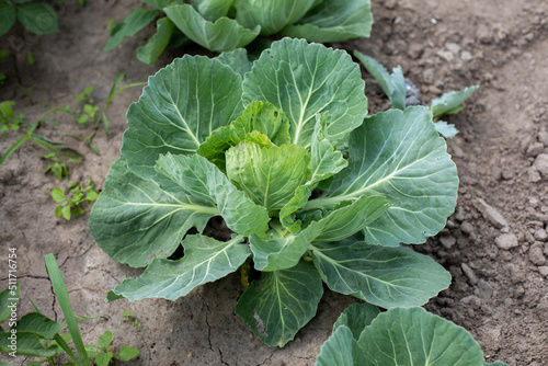 Head of white cabbage growing in vegetable garden 