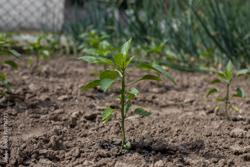Seedlings of young peppers in the garden in spring 