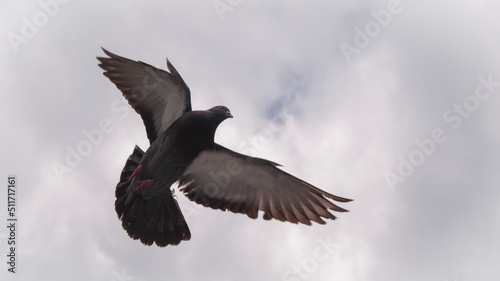  Grey pigeon in flight. Pigeon flying with open wings, Dove in the air with wings wide open in-front of the blue sky 