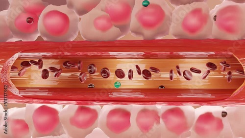 Anemic Hypoxia, hypoxic, stagnant, histotoxic, arterial pO2 and O2, arterio-venous shunts, Respiratory system, 3d render