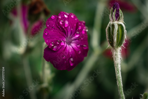 Delicate deep pink rose campion flower after a summer rain