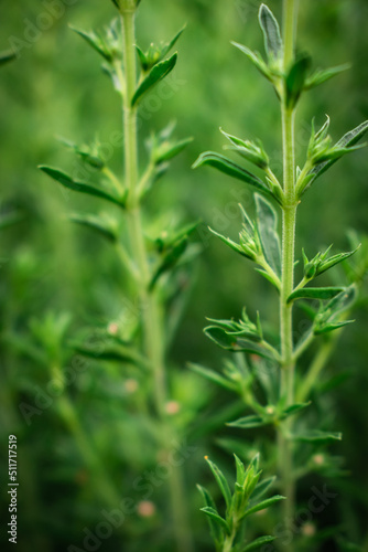 Close up of fresh and fragrant white thyme branches in the garden