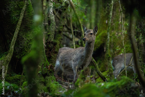deer in the forest © Ryoji