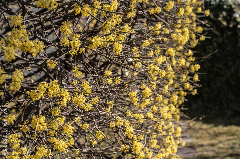 yellow flowers of a cornelian cherry in springtime