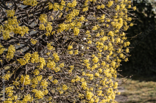 Obraz na płótnie yellow flowers of a cornelian cherry in springtime w salonie